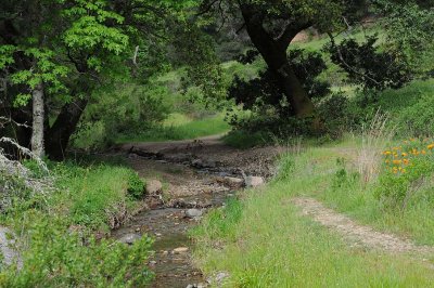 Stream & Path Through Trees