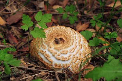 Puffball Fungus