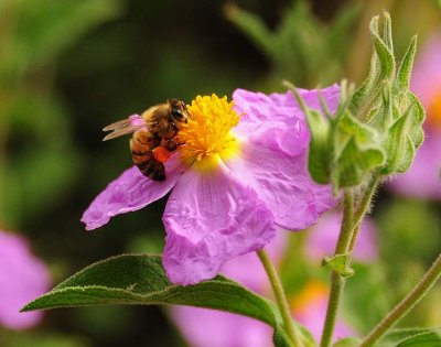 Bee On Pink