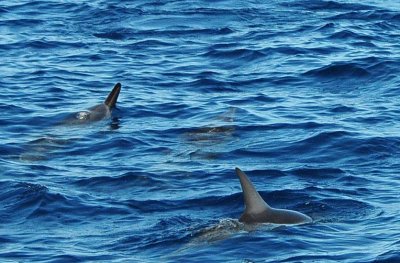 Dolphin Blow Hole