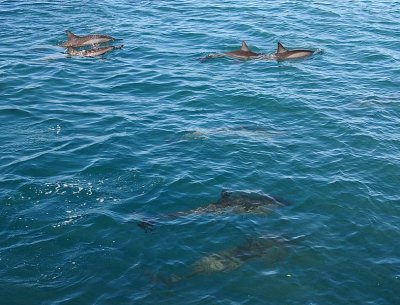 Seven Dolphins