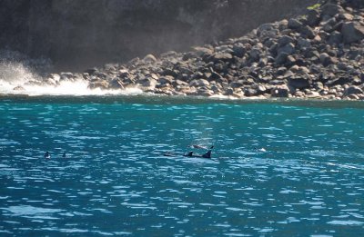 Dolphins in Turquoise