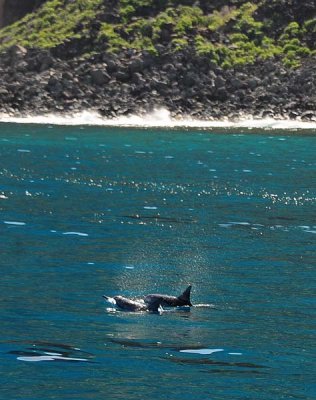 Dolphin Spray