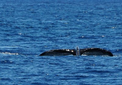 Mother Whales Flukes