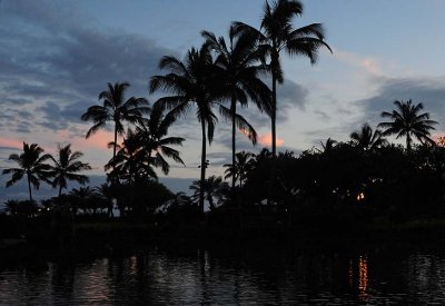 Palms at Sunset