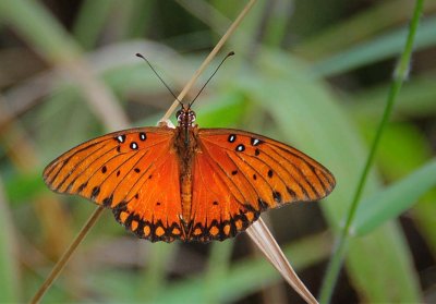 Gulf Fritillary Butterfly