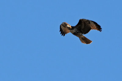 Red-tailed Hawk