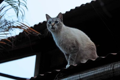 Feral Kitty at Pizzetta In Old Koloa