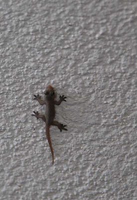 Tiny Baby Gecko