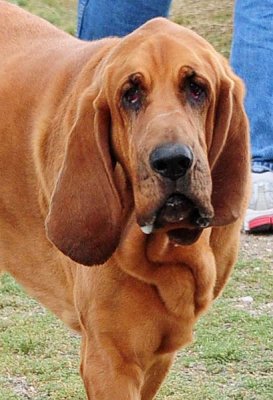 A Great Face - Bloodhound