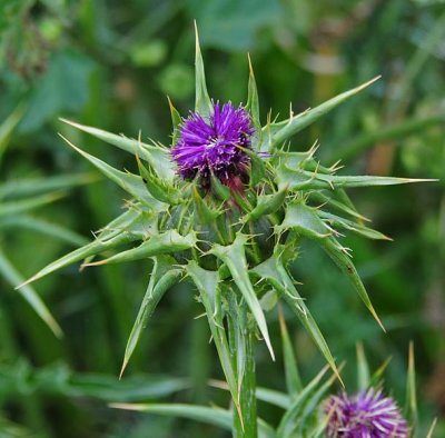 A Prickly Milk Thistle