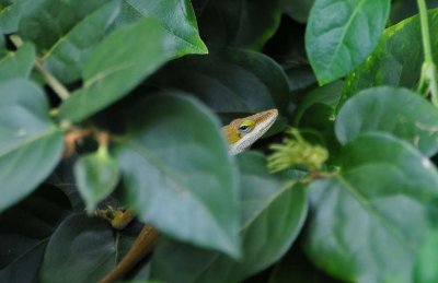 Chameleon in the Leaves