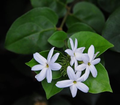 Tiare - aka Tahitian Gardenia