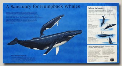 Humpback Whales Sign