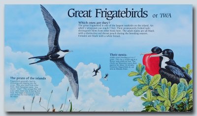 Frigatebird Sign