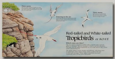 Tropicbirds Sign