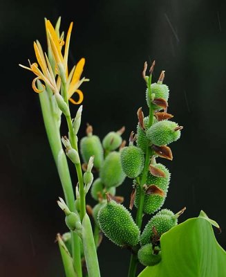 Flower and Pods