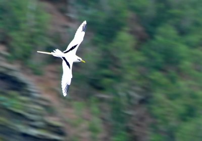 Panning with White-tailed Tropicbird