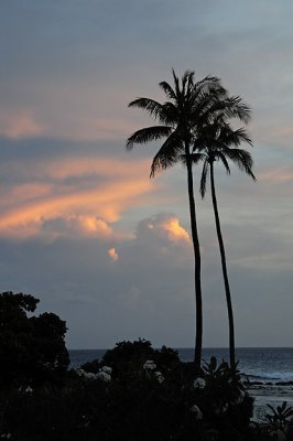 Tall Palms and Beach