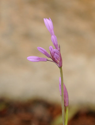 Garlic Blossom