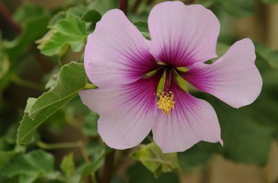 Rose of Sharon (A Hibiscus)