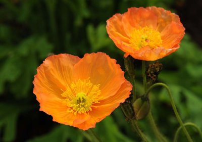 Orange Poppies