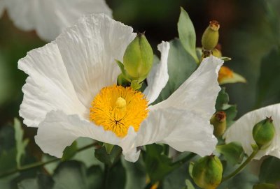 Matilija Poppy