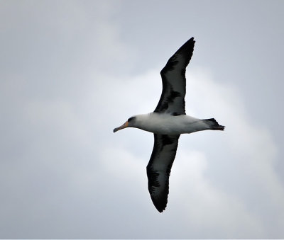 Albatross, Laysan - 3