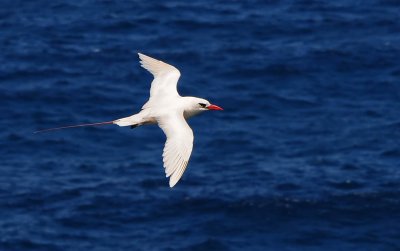 Tropicbird, Red-tailed 1