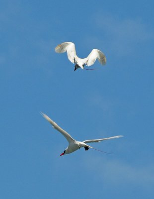 Tropicbird, Red-tailed 2