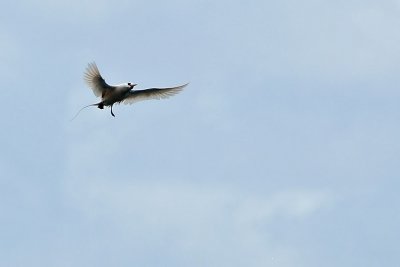 Tropicbird, Red-tailed 5