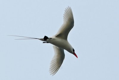 Tropicbird, Red-tailed 7