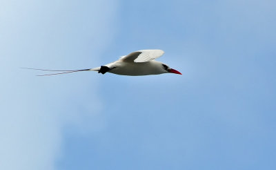 Tropicbird, Red-tailed 8
