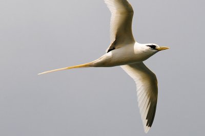 Tropicbird, White-tailed 3