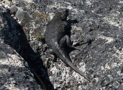 Granite Spiny Lizard