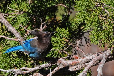 Steller Jay with an Ant