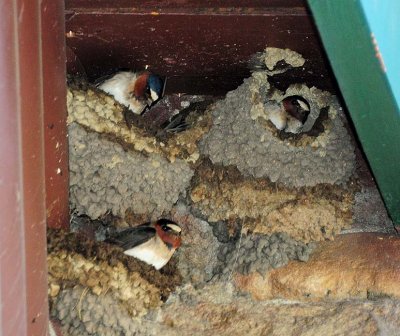 Cliff Swallows in Nests