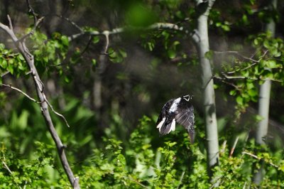 Female Woodpecker in Flight
