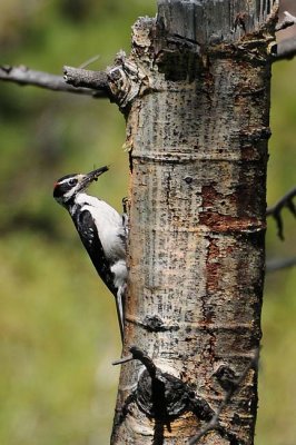 Male Hairy Woodpecker Bringing Food
