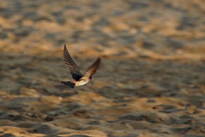 Flying Cliff Swallow