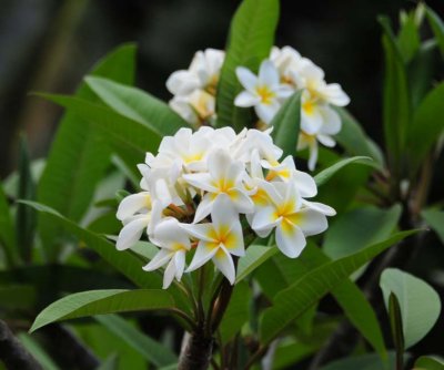 White Plumeria