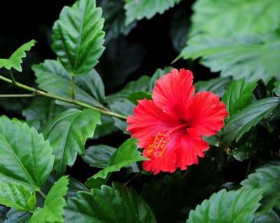 Red Hibiscus