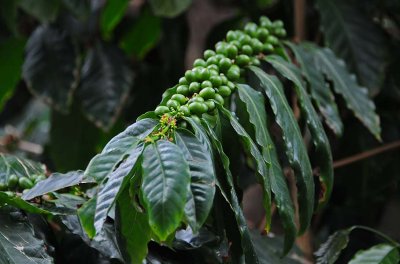 Coffee Beans and Plant