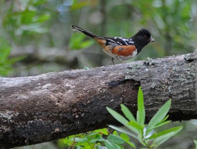 Spotted Towhee