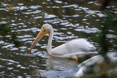 Pelican Swim