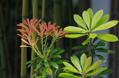 Green & Red Plants