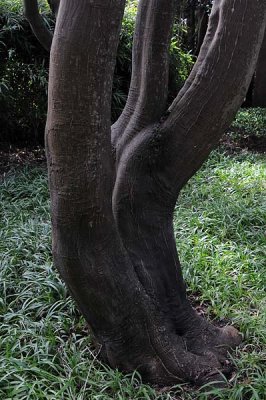 Smooth Tree