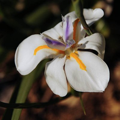 White Iris