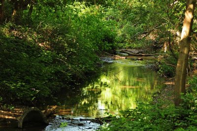 Green Creek Reflections