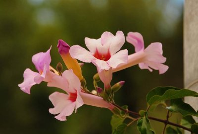 Pink Trumpet Flowers